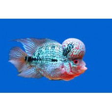 Blue Pearl Flower Horn Cichlid 10-14cm
