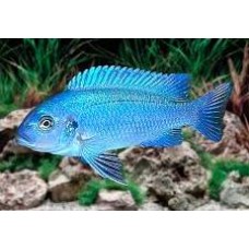 Blue Zebra Cichlid 6-7cm