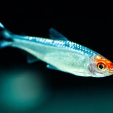 Brilliant Rummy Nose Tetra 3-3.5cm