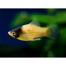 Bumble Bee Platy 3-4cm