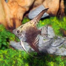 Longfin California Angelfish 3-4cm
