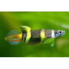 Clown Killifish 2-3cm