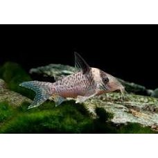 Delphax Corydoras- Jumbo