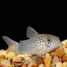 Coryadoras Similis 2-3cm