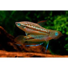 Croaking Gourami 3cm