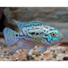 Electric Blue Jack Dempsey 3-4cm