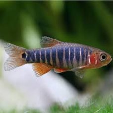 Emerald Dwarf Rasbora 1-2cm