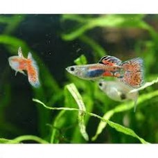 Emerald Blue/Red Guppy Pair 3.5cm (1x Male 1xFemale)