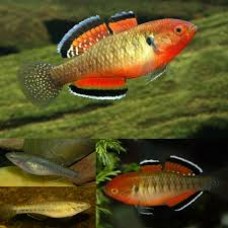Empire Gudgeon 4-5cm