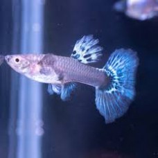  Blue Mosaic Dumbo Female Guppy 3-4cm