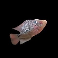 Grade A Female Flower Horn Cichlid 10-12cm