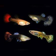  Rainbow Mixed Female Guppy 3-4cm