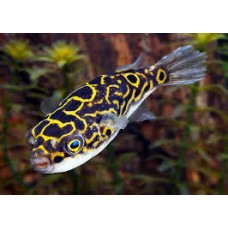 Figure 8 Puffer 5-6cm