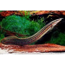 Fire Eel 12-16cm