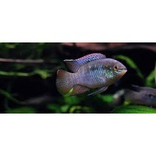 Dwarf Flag Cichlid 3-4cm