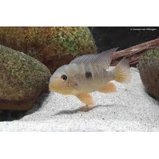 Gymnogeophagus Balzanii 6-7cm