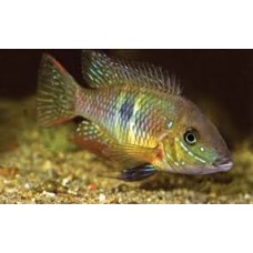 Gymnogeophagus Rhabdotus 4-5cm