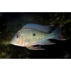 Geophagus Surinamensis 8-10cm