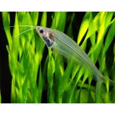 Glass Catfish 6-7cm