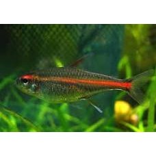 Glowlight Tetra 2-3cm