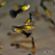  Gold &Black Male Guppy 3-4cm