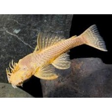 AlbinoBristlenose Plec 7cm