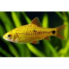 Golden Checker Barb3-4cm