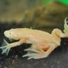 Golden Dwarf Aquatic Frog 2cm