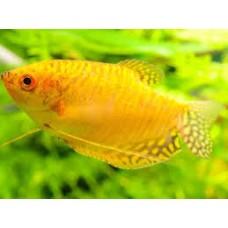 Golden Gourami 5-6cm