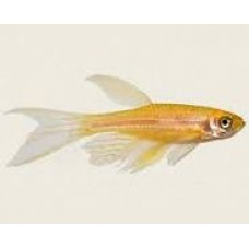 Golden Longfin Leopard Danio 3-4cm