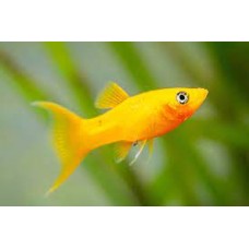 Gold Nugget Mollies 4-5cm