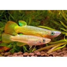 Golden Wonder Panchax 4cm (Pair)