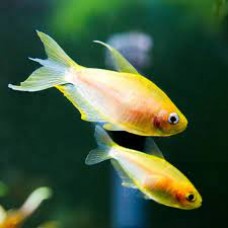 Golden Emperor Tetras 3-4cm