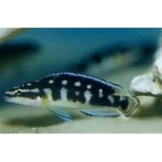 Julidochromis Transcriptus Gombi 6-7cm