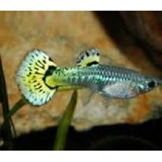 Green Cobra Female Guppy 3-4cm