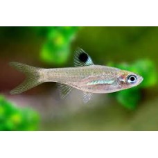 Green Eye Rasbora 1-2cm