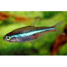 Green Neon Tetras 1-2cm