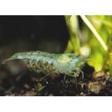 Green Pearl Shrimp 1-2cm