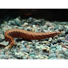 Half Banded Spiny Eel 12-15cm