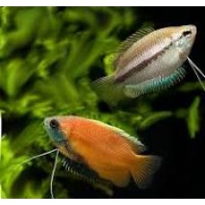 (Wild) Honey Gourami 2.5-3.5cm