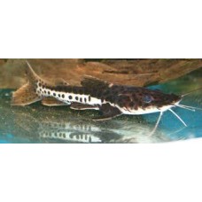 Yellow Tail Catfish *GROWS  LARGE*