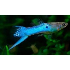 Japanese Blue Endler Guppy 1-2cm