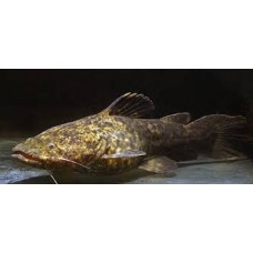 Jelly Catfish (Cephalosilurus apurensis) 18-20cm