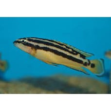 Julidochromis Ornatus 5-7cm