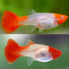 Female Koi Guppies 3-4cm