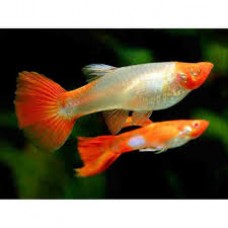 Koi Red Nose Albino Guppy Pair 3.5cm (1x Male 1xFemale)