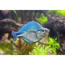 Lake Kutubu Rainbowfish 8cm