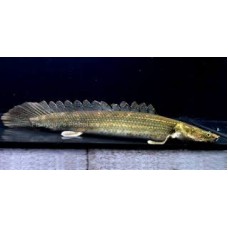 Polypterus Lapradei 6-10cm