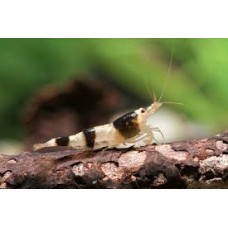 Mambo Bee Shrimp 1.5-2cm