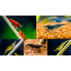 Mixed  Shrimp 1-1.5cm